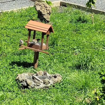 Raminho Dos Açores Séjour à la ferme