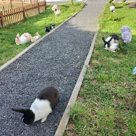 Raminho Dos Acores * Angra do Heroismo