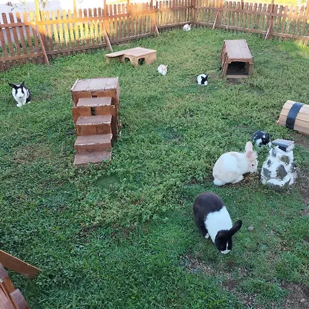 Raminho Dos Acores *