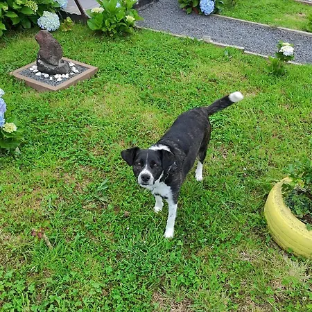 Raminho Dos Açores Alojamento de Turismo Rural Angra do Heroísmo