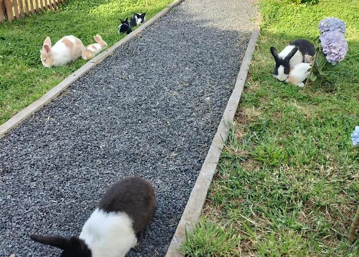 Raminho Dos Acores * 英雄港