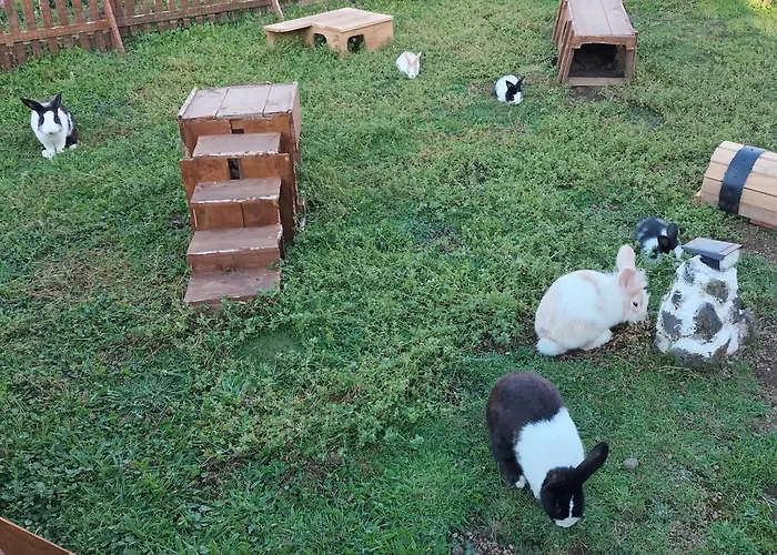 Raminho Dos Acores *