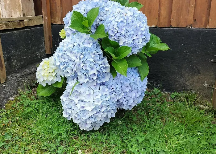 农家乐 Raminho Dos Acores *