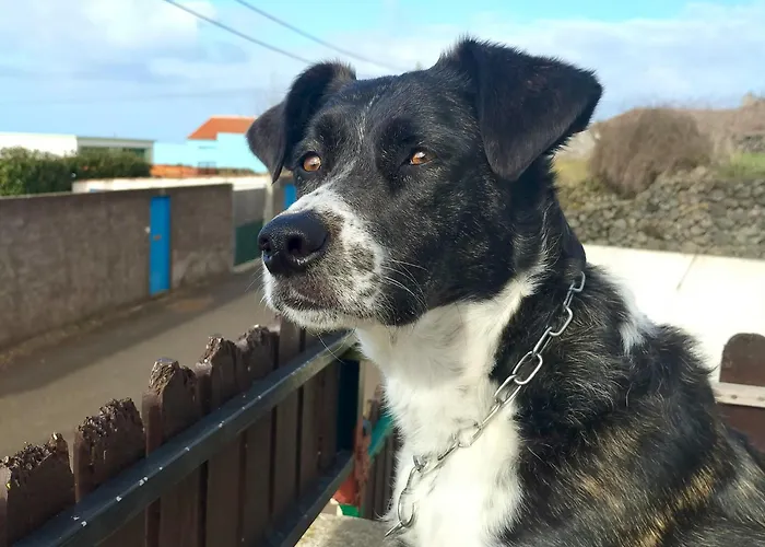 农家乐 Raminho Dos Acores *